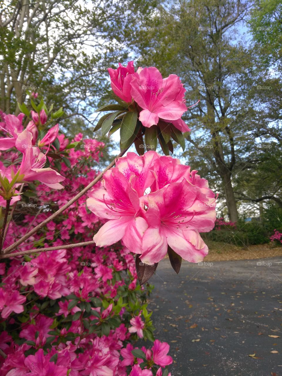 fresh pink blooms on a nice warm spring day
