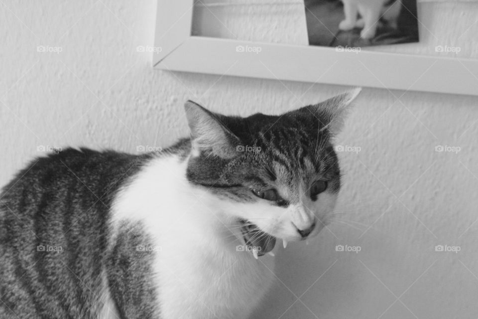 My cats reaction to the bad plot solution in the new episode of my favorite tv series.