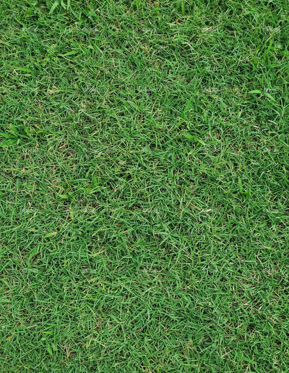 Green Grass of Summer