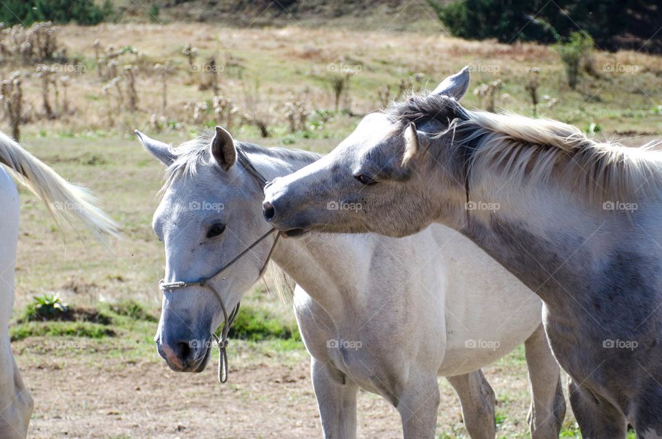 Tenderness Series:Pets