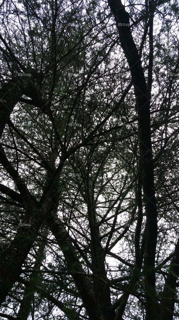 Looking up trees