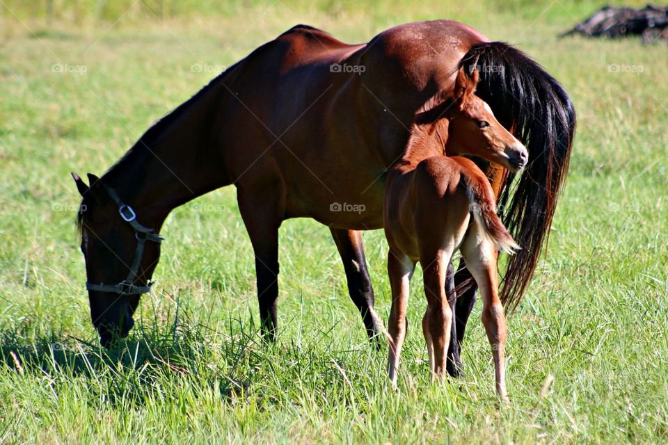 Momma and Baby