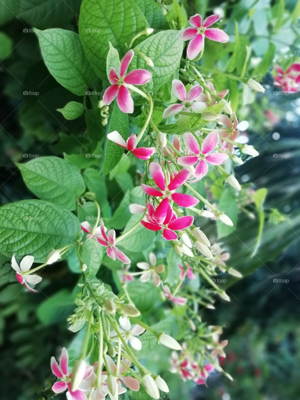 Bunch of white and pink flowers in a garden