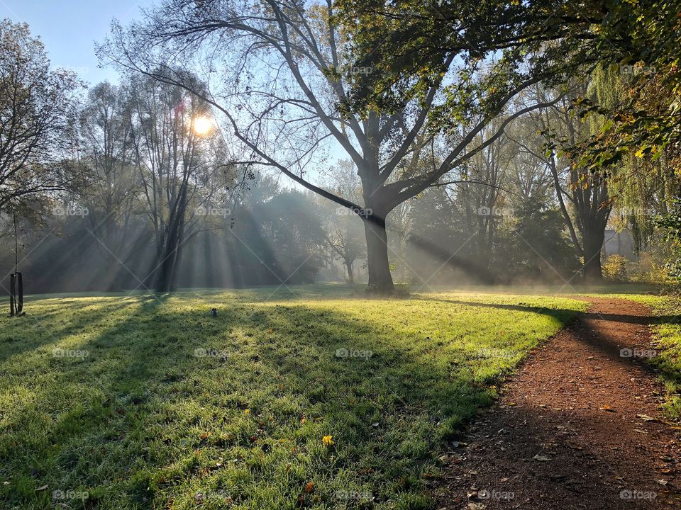 Sun rays in the park