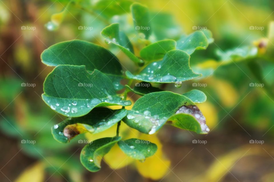 Droplets on the leaves