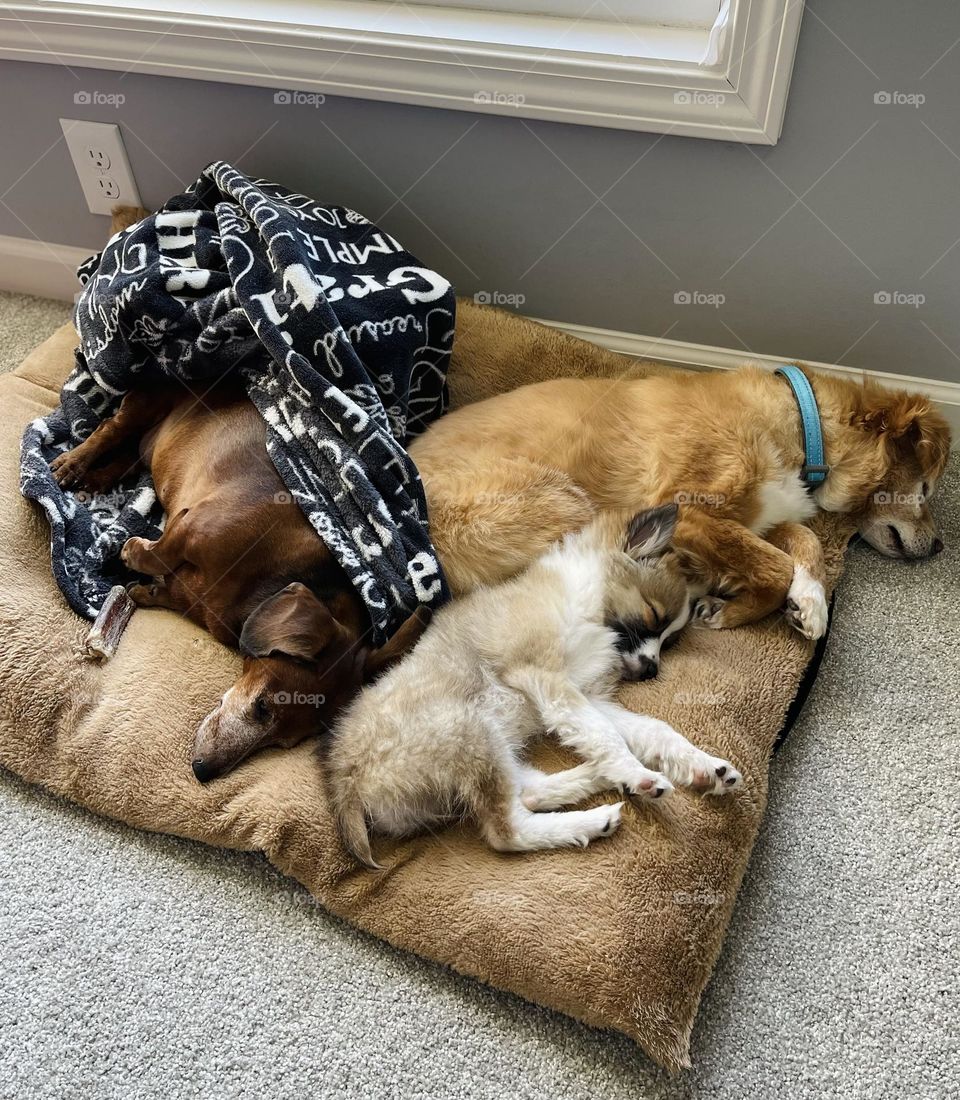 Three different dogs sleeping on one dog bed together with a blanket