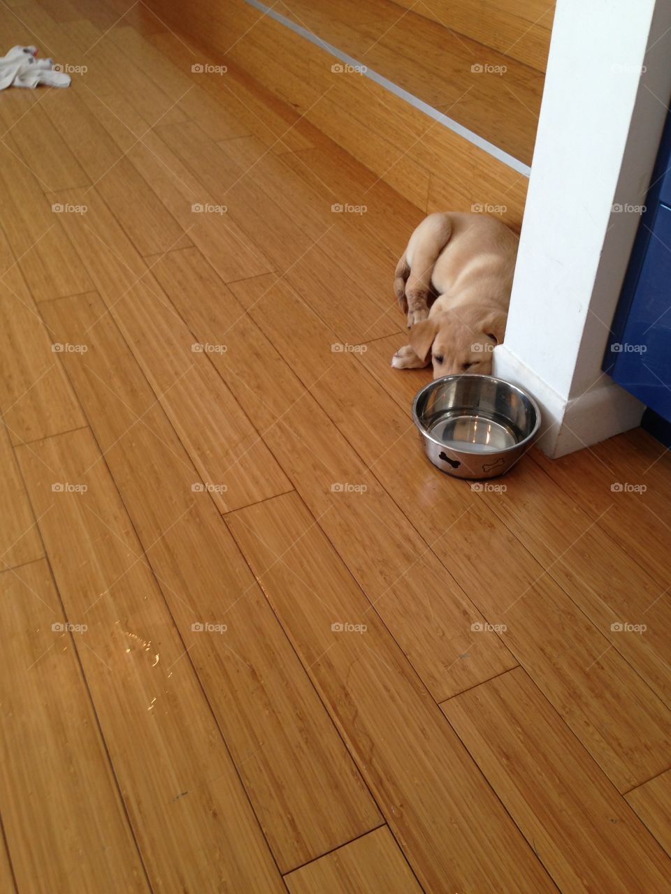 Floor, Wood, Hardwood, Parquet, Indoors