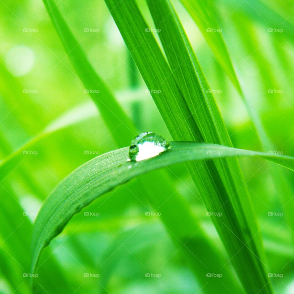Green young grass with dew drops