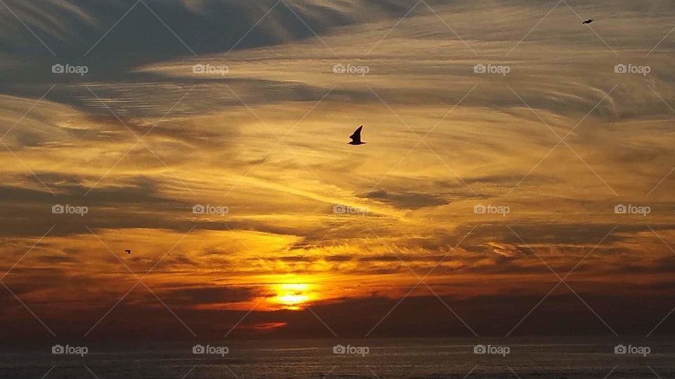 bird on Sunset