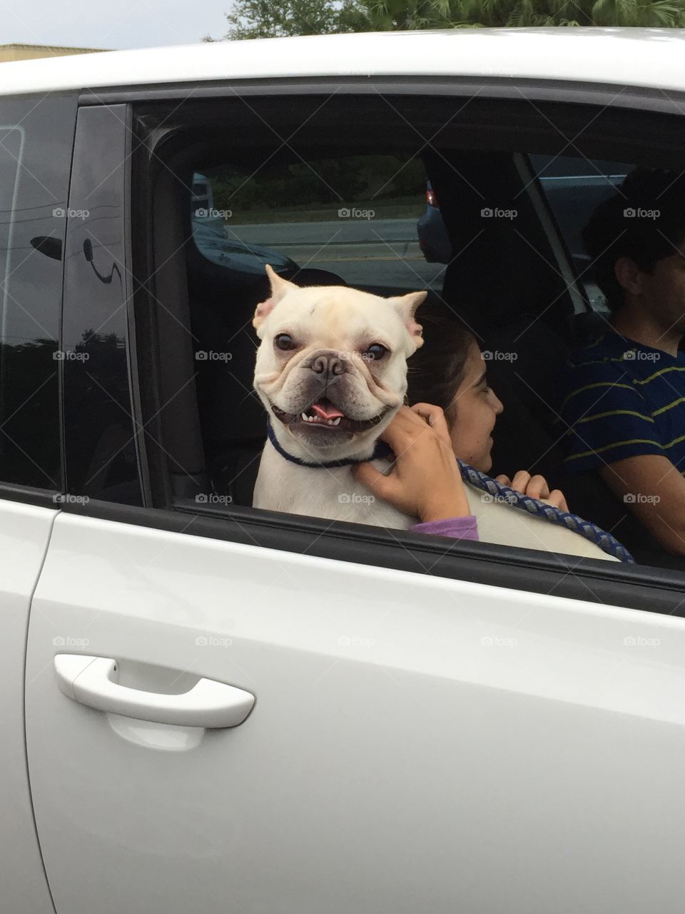 French bulldog. French bulldog looking out from car window in the street