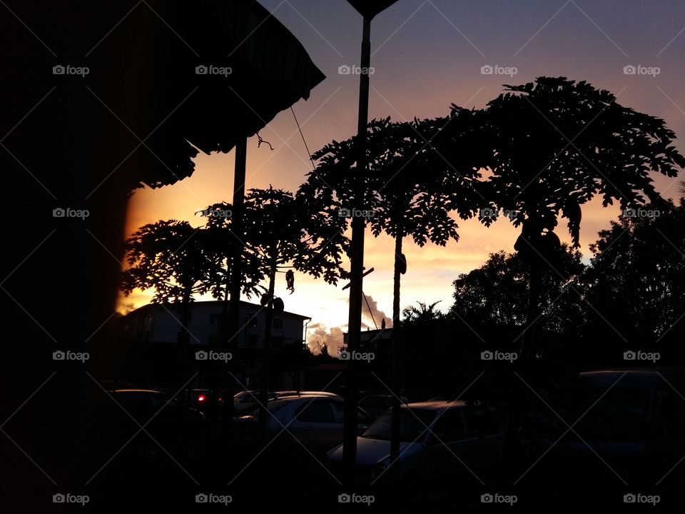 papaya tree with sunset