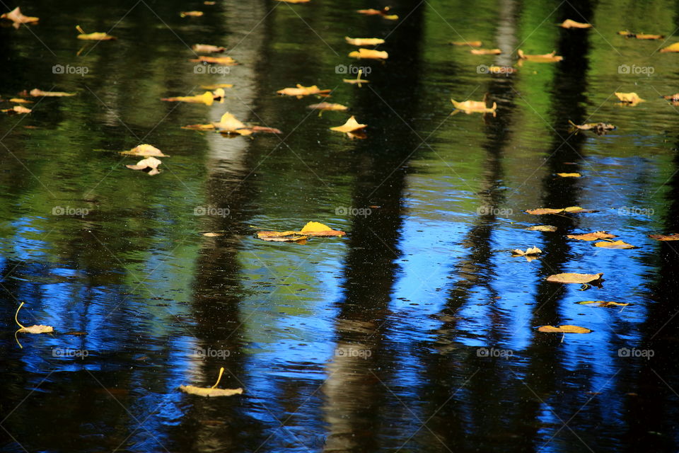 leafs floating on water