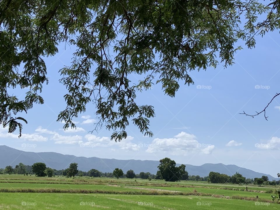 Rice field.