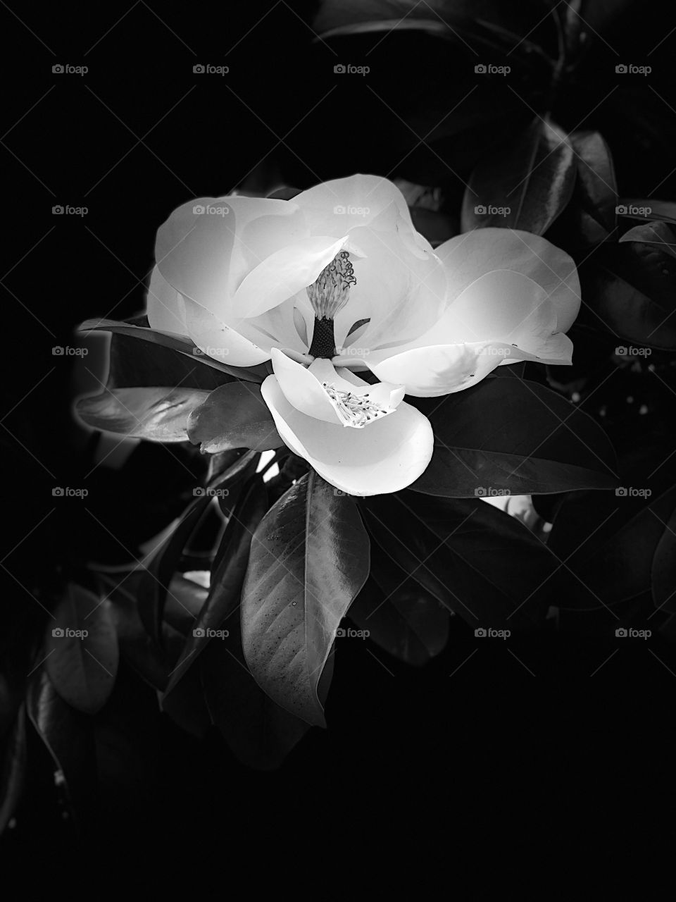 Beautiful Magnolia in black and white