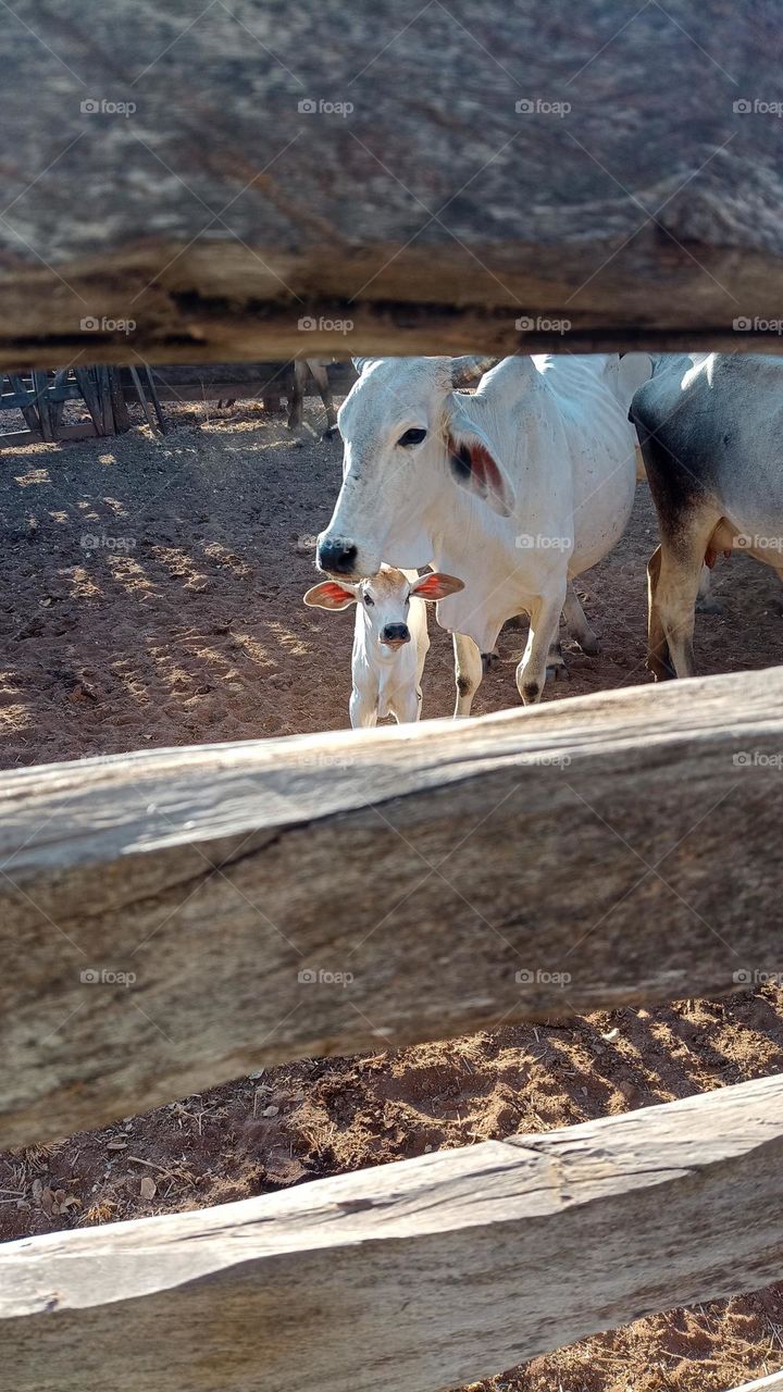 cattle in the corral