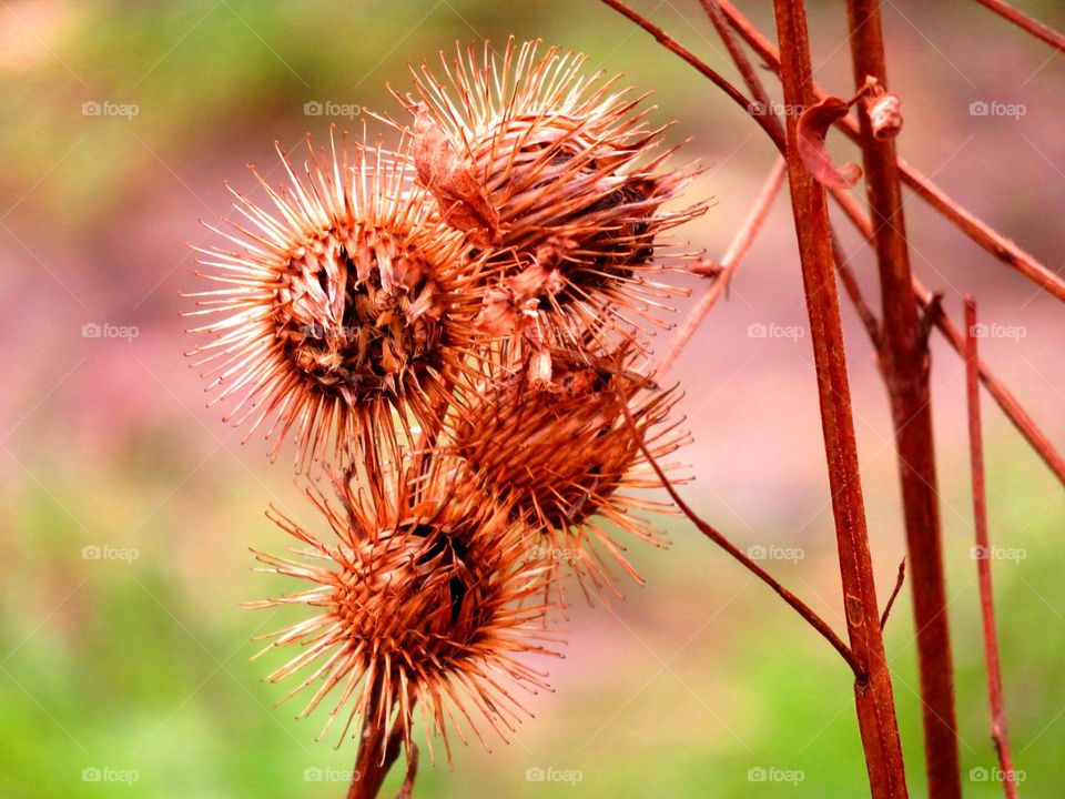 spiky