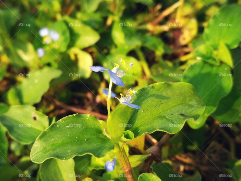 A  blue flower and photography by sandeep