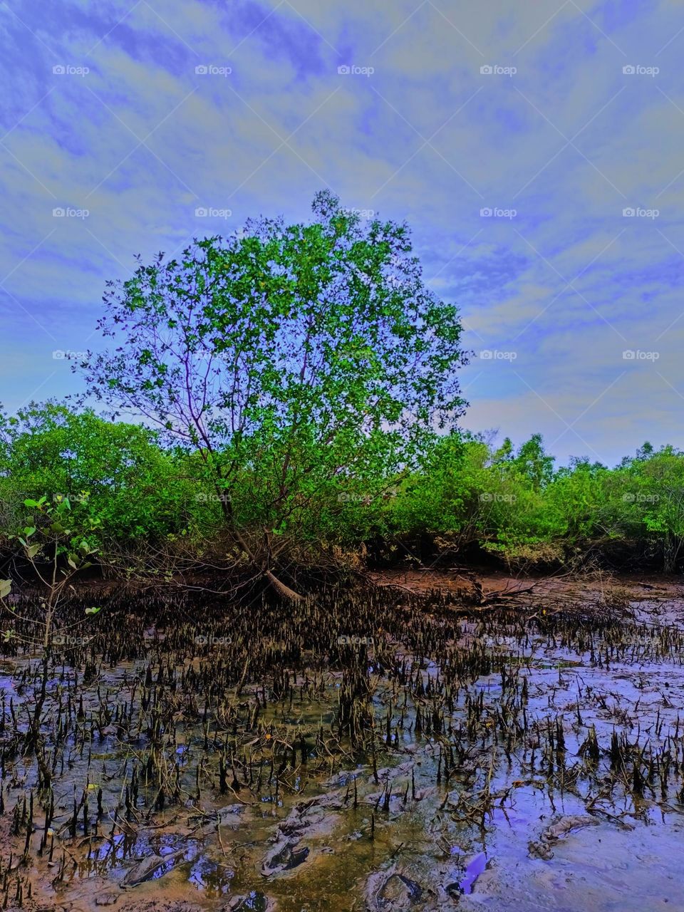 Cone roots of Sonneratia Mangroves found in North Sumatra, Indonesia. The roots grow vertically up from the underground root system.