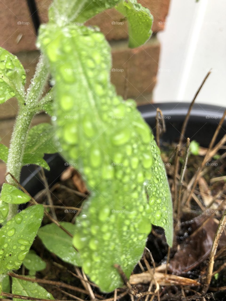 Rain drops on leaf 🍃