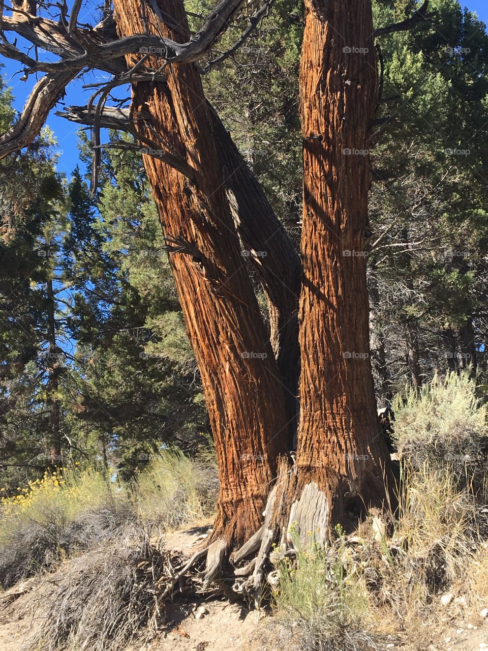 Pinetree split in two in big bear