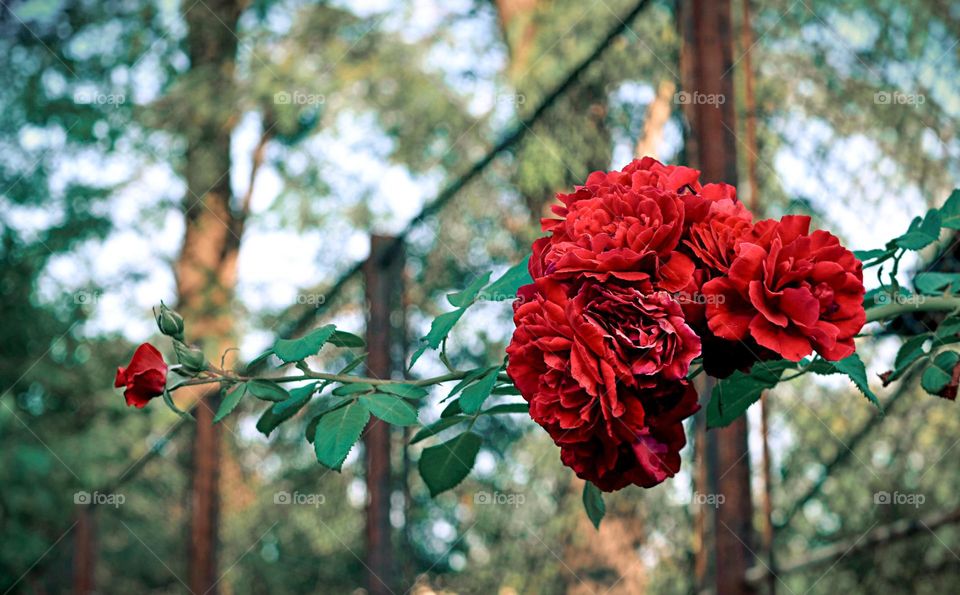 Beautiful red rose