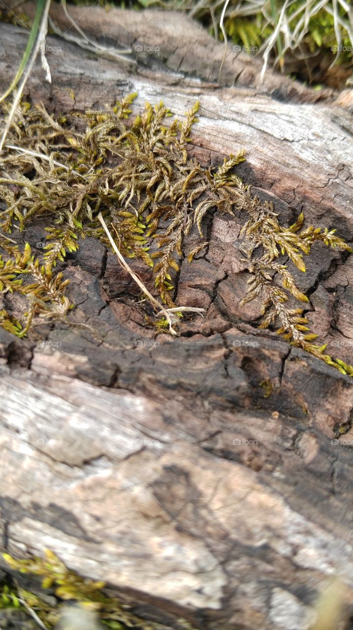 Mossy Tree Root