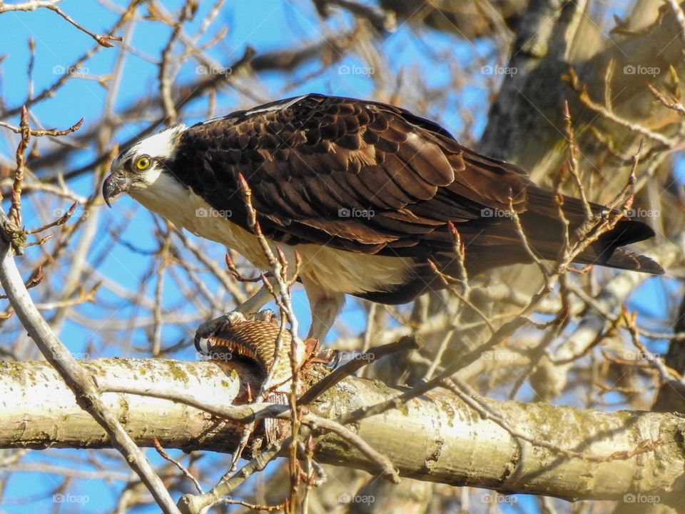 Found this osprey in the trees along the riverbank eating a carp