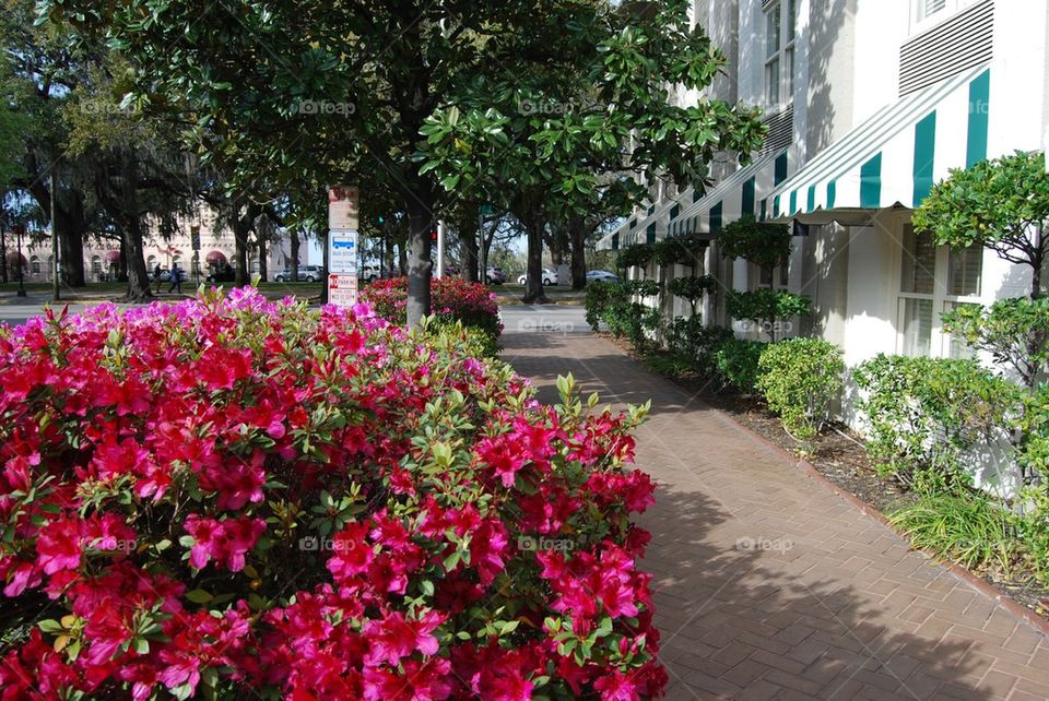 Azaleas in bloom