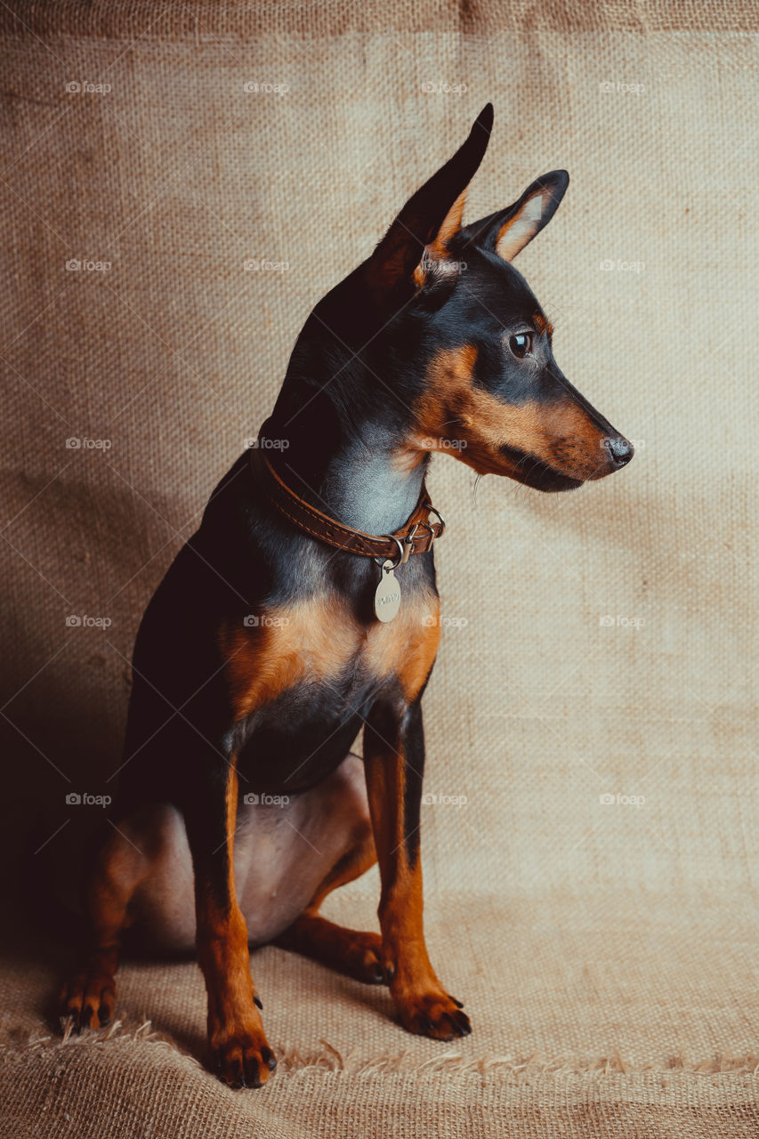 British toy terrier