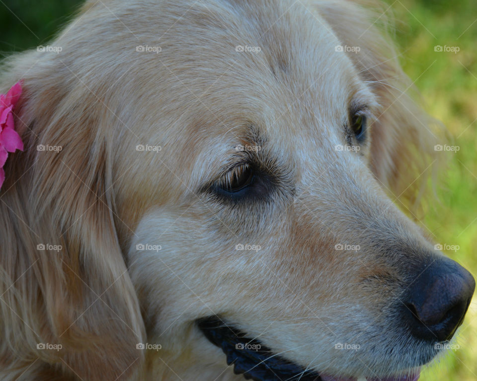 Golden Retriever Dogs are the most reliable,faithful,kind and intelligent canines to own! They are friendly and child adaptable! They love people and have big smiles.