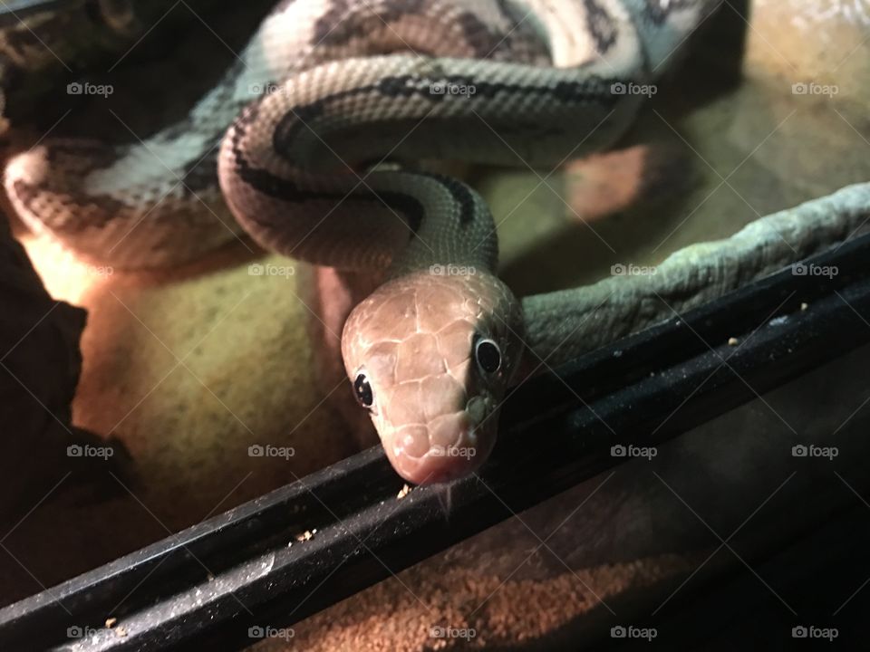 Trans-Pecos Ratsnake