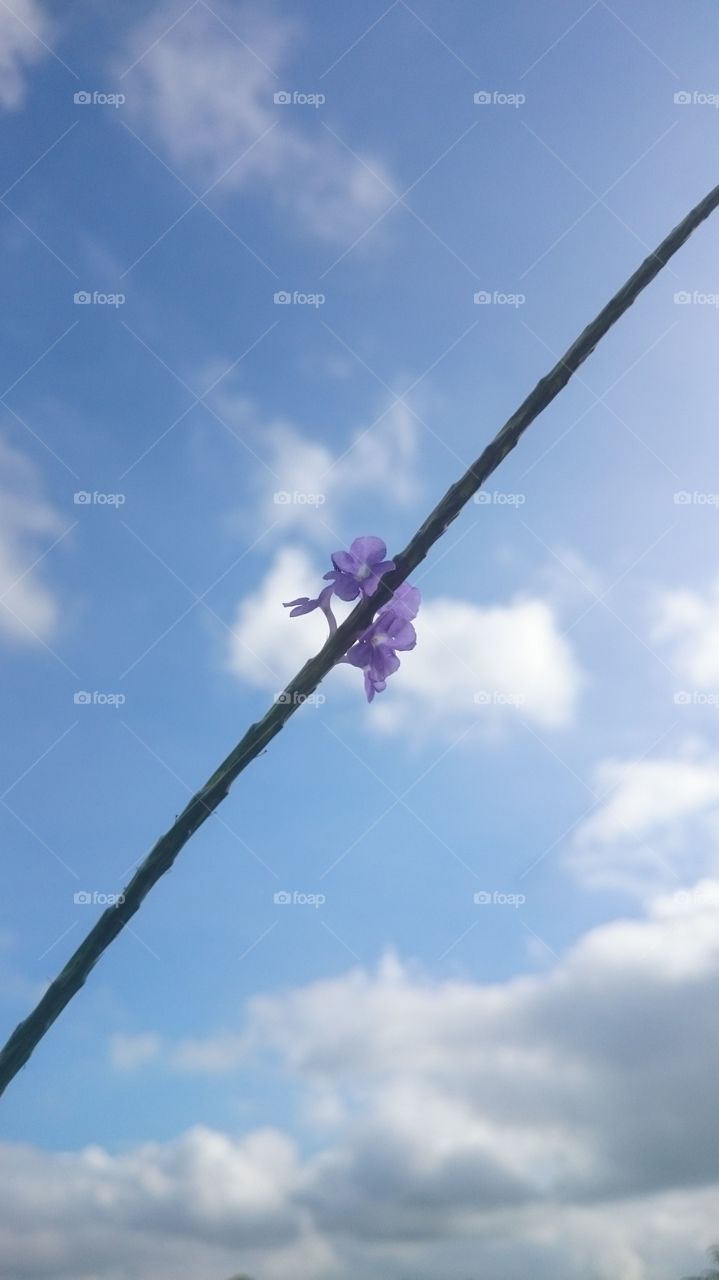 flower in the sky