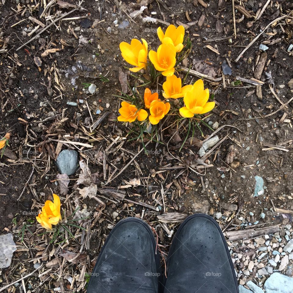Early signs of Spring. First spotting of cheery, yellow, Spring flowers!