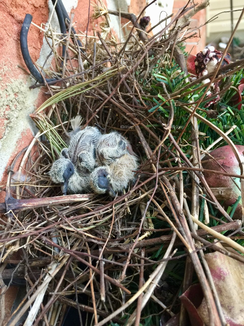 Morning Doves Nest