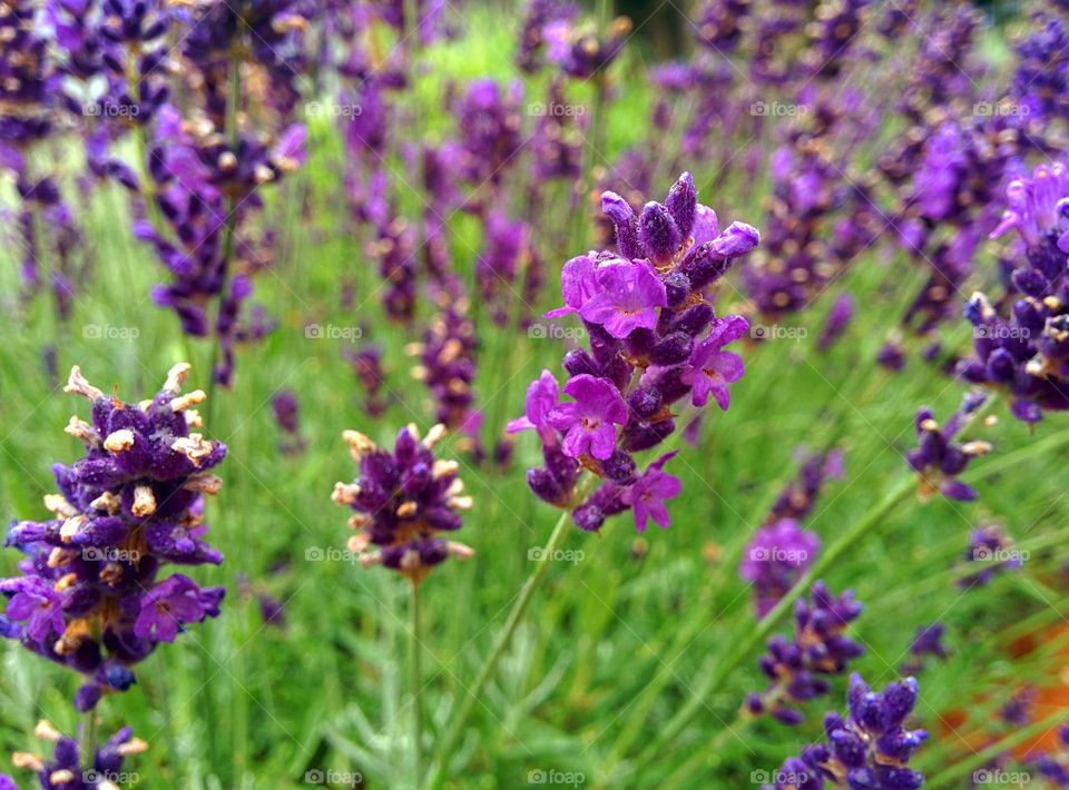Garden herbs - Lavender. English herb garden with lavender