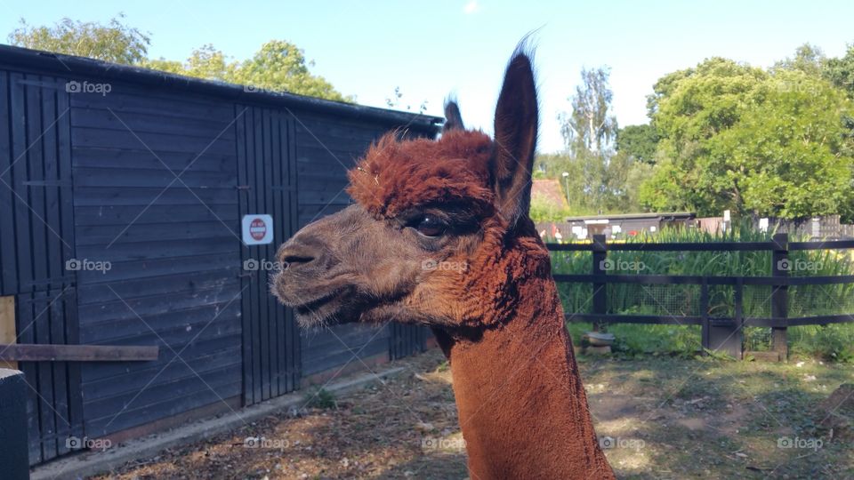 one happy alpaca