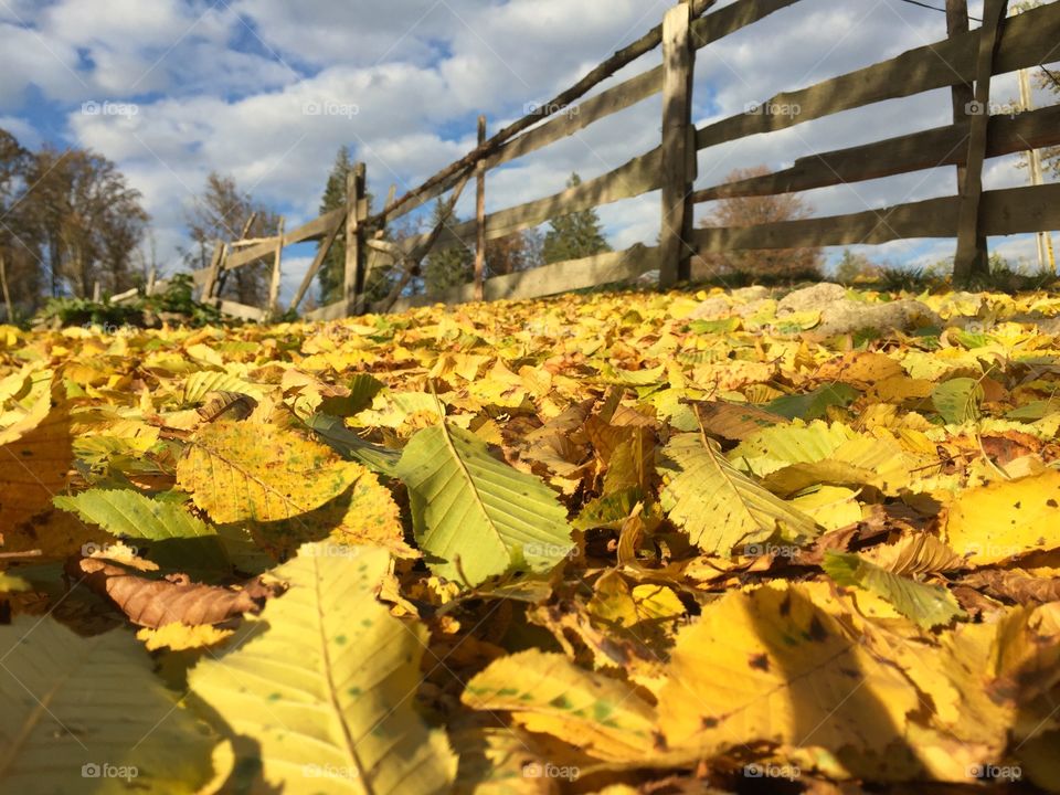 Low angle of fallen yellow leaves on the ground