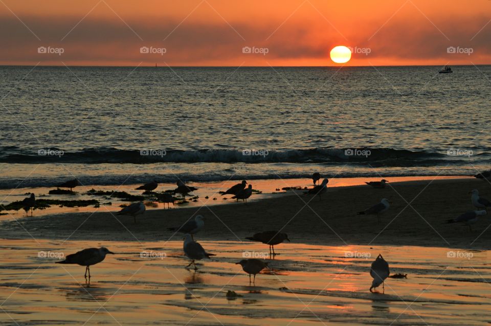 Seagulls on the beach