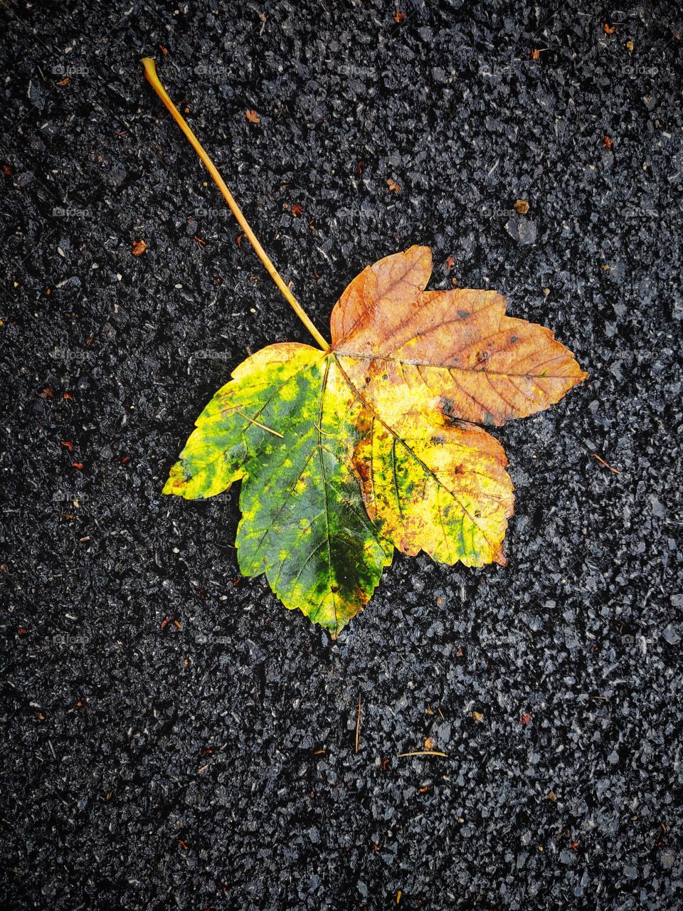 colorful leaf on the ground during rain