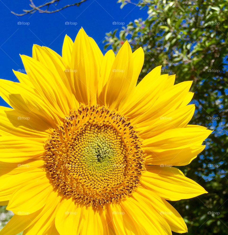 Sunflower