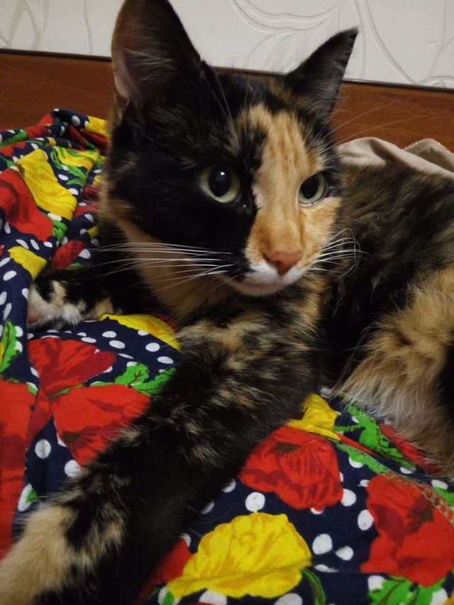 кошки