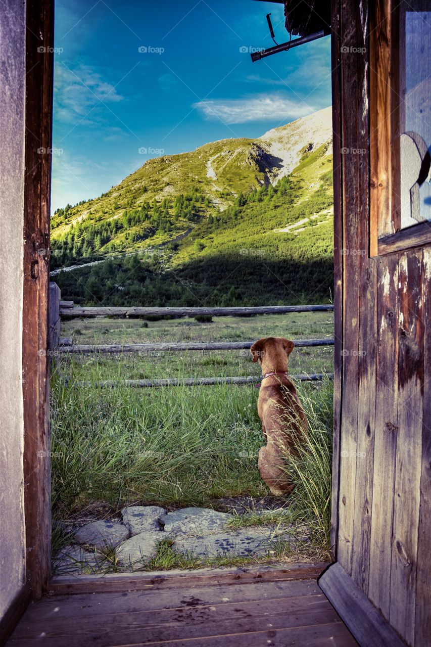 dog sitting in front of a mountain hut, with view on mountains. 