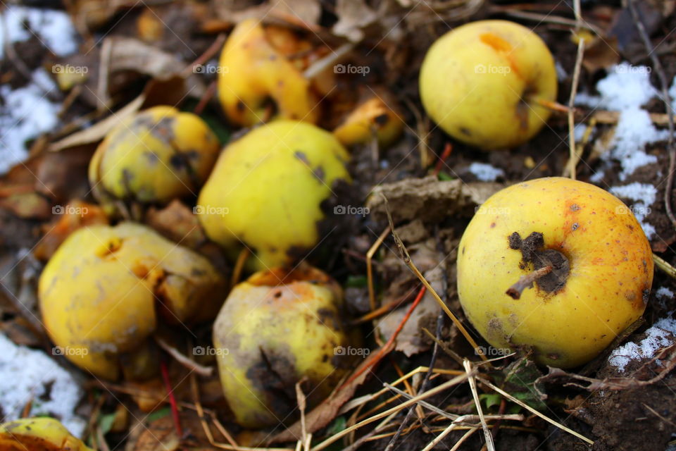 Yellow apples on the ground