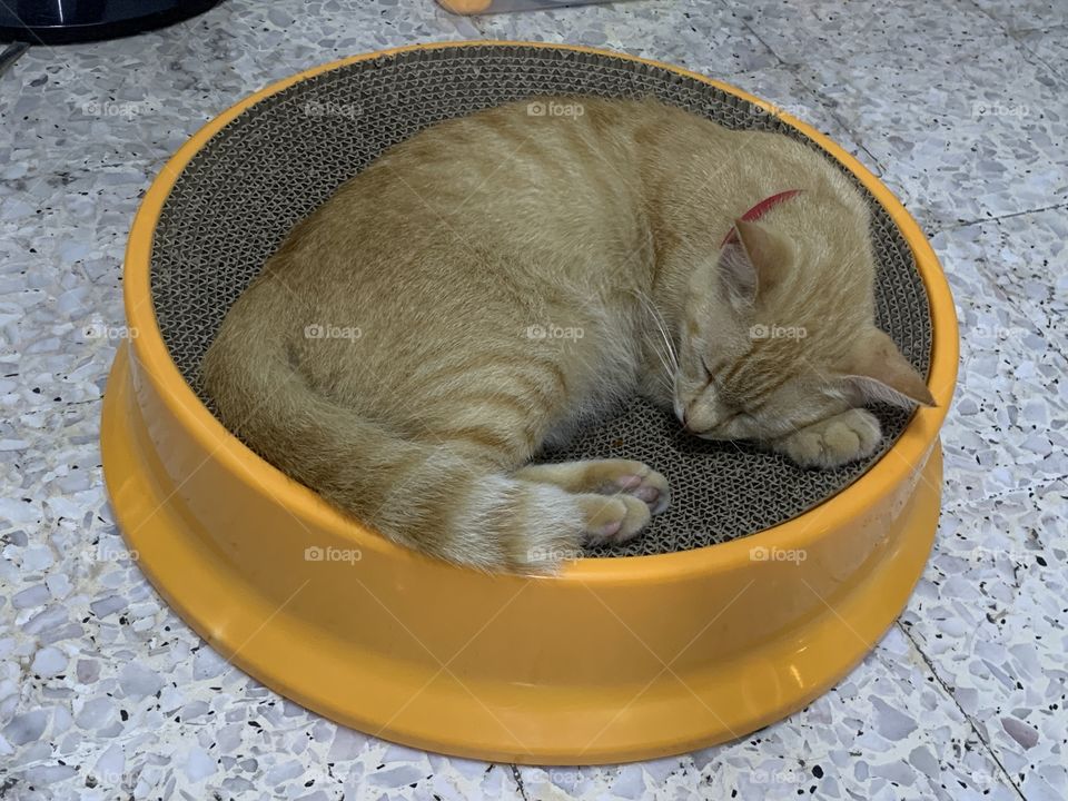Comfortable sleeping cat