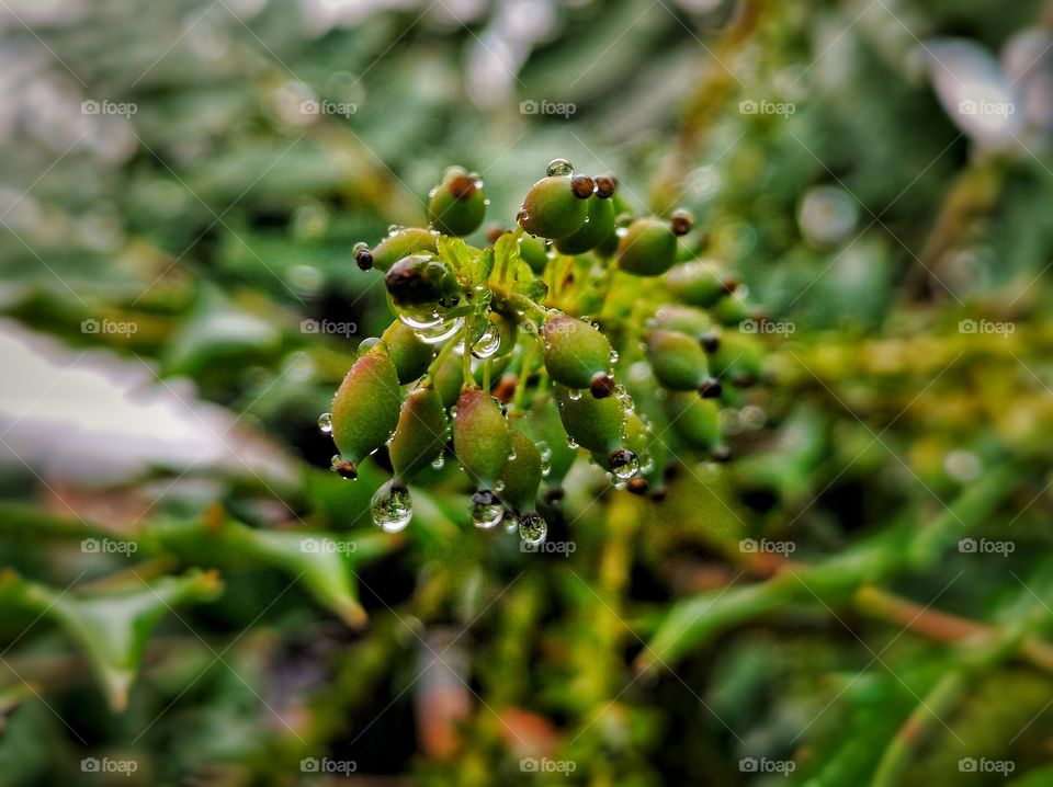 Droplets on young buds. Rainy day.