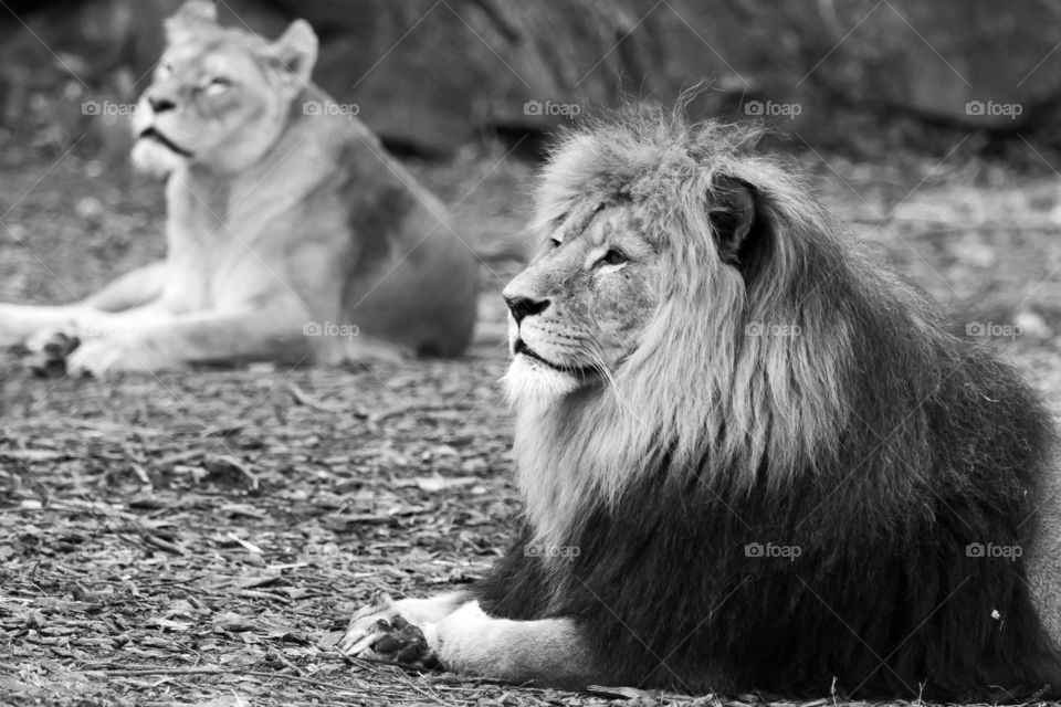 Portrait of Lion and lioness  in monochrome 