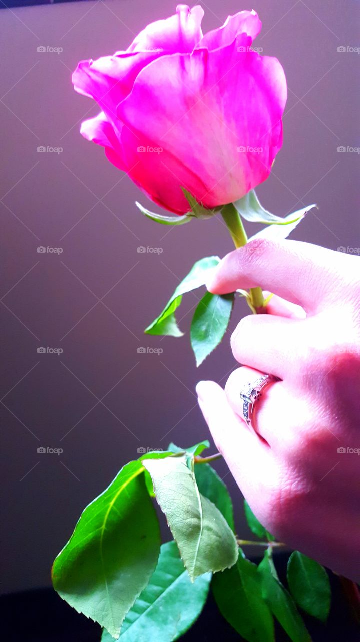 Ringed hand with rose