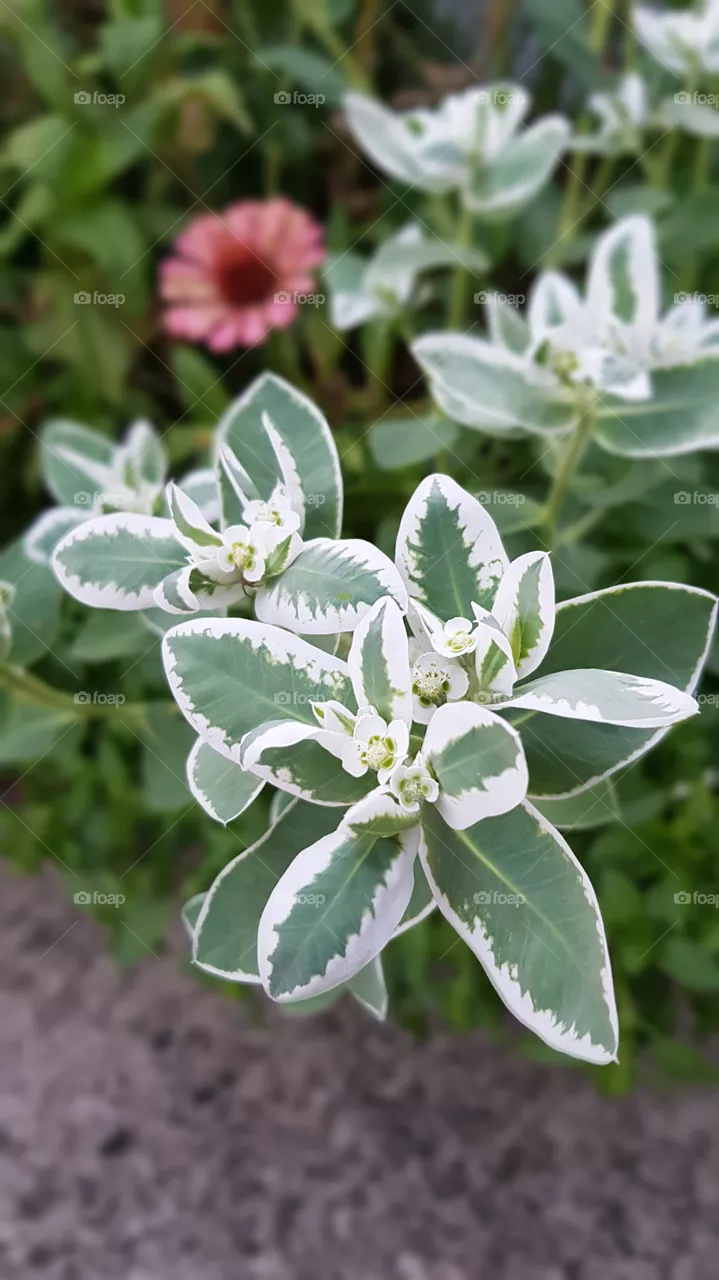 Flowers
