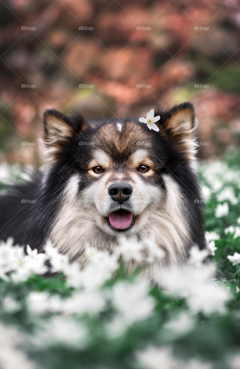 Dog in spring 