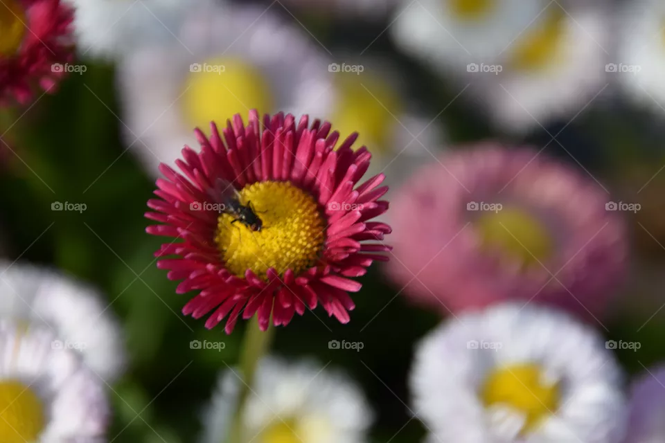 Blume mit Fliege